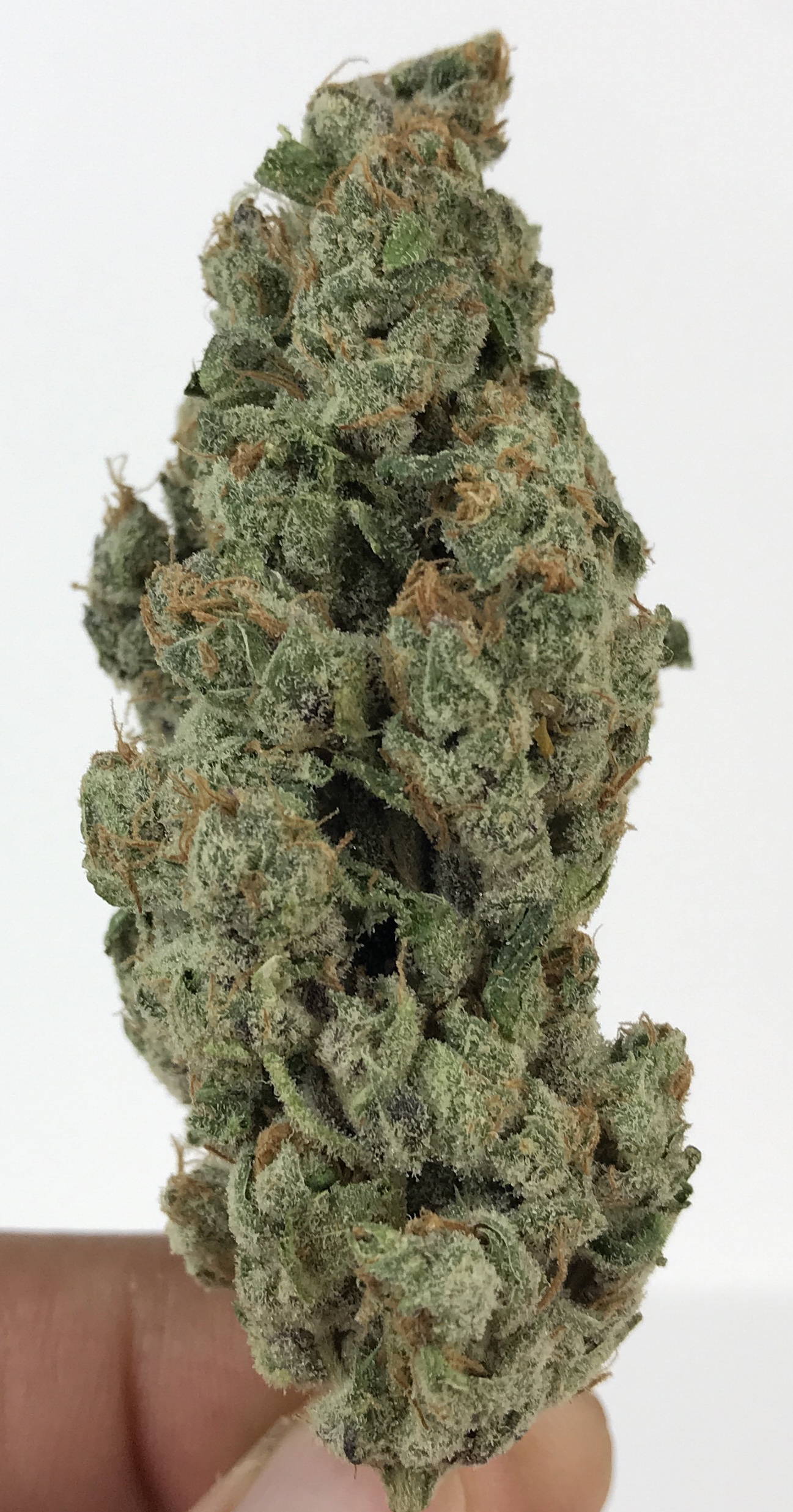 Cabbage Patch Strain Review - Bonza Blog