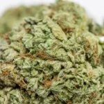 Creepy Kush